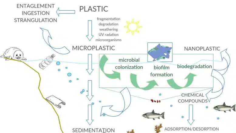 Case against plastic waste grows, as studies point to potential harm